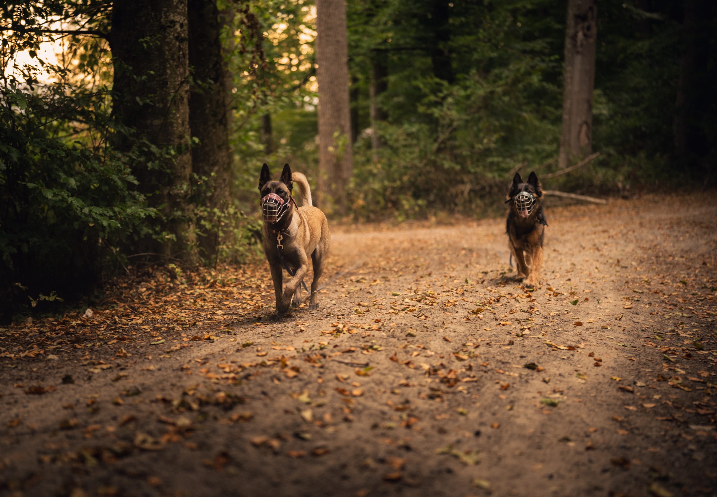 Die beiden Hunde rennen mit Maulkorb über einen laubbedeckten Waldweg auf die Kamera zu