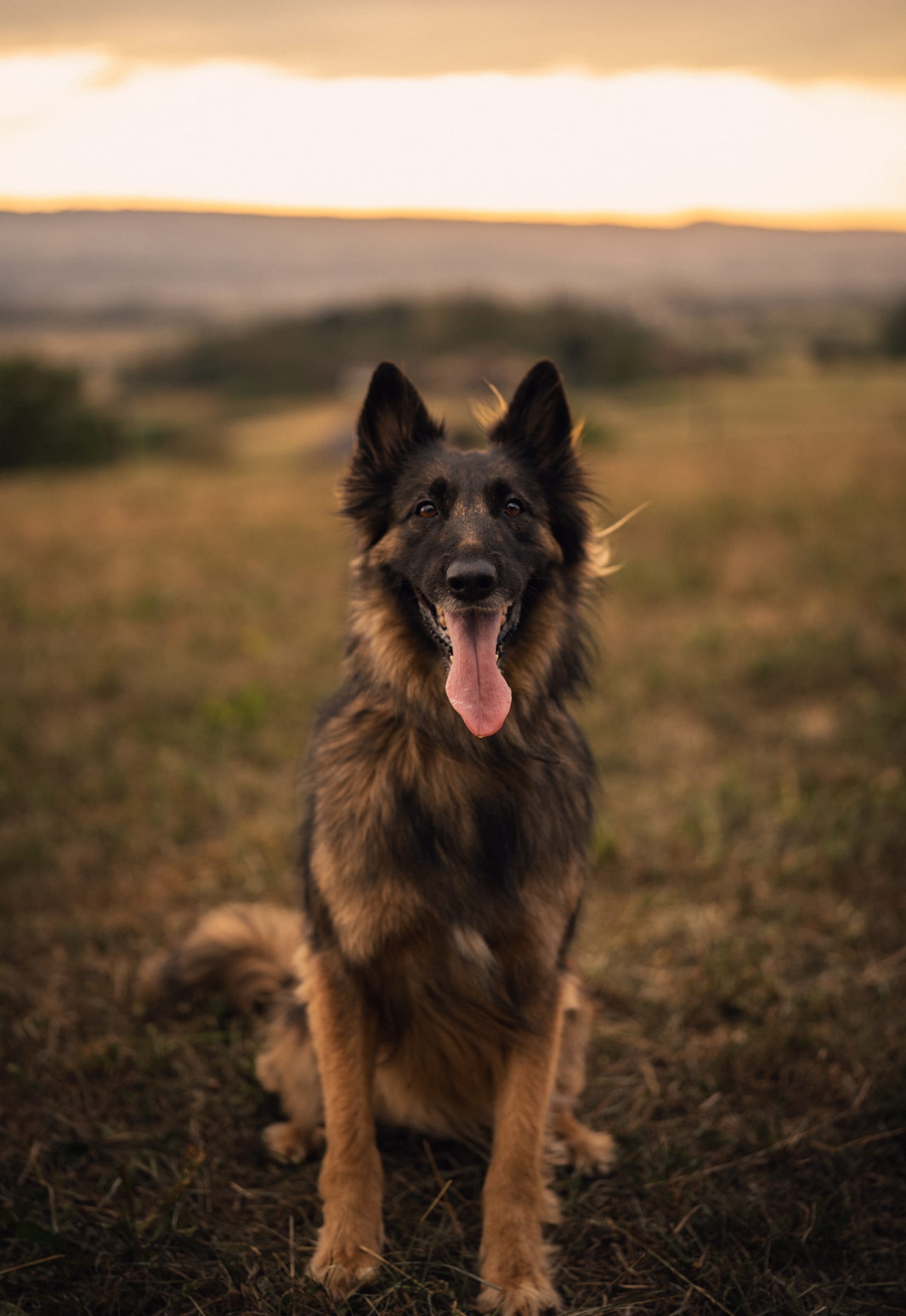 Portrait der langhaarigen Schäferhund-Malinois-Mischlingshündin, sitzend auf der Wiese im Abendlicht