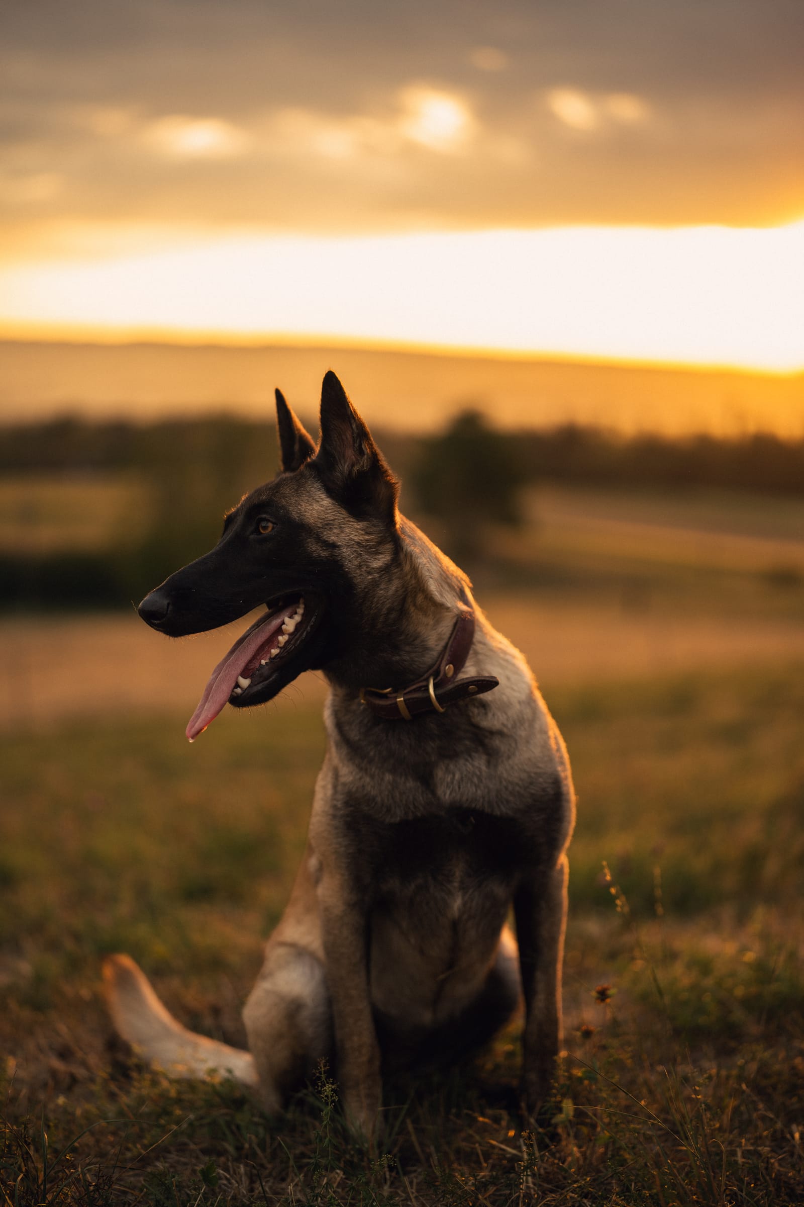 Die junge Malinois-Hündin sitzt im hohen Gras und schaut zur Seite, goldenes Abendlicht