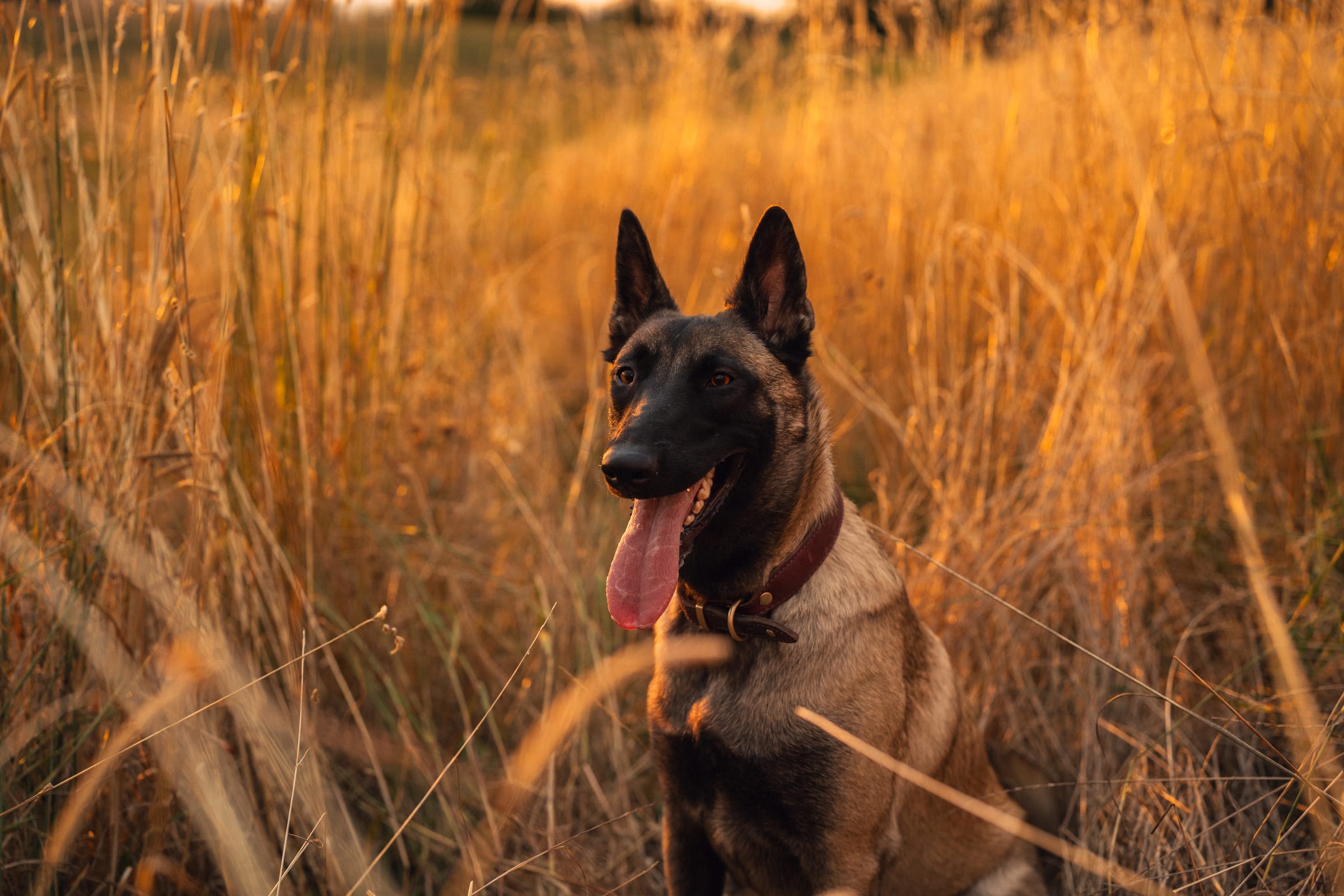 Die junge Malinois-Hündin sitzt im goldenen Gras im Gegenlicht
